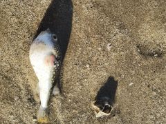 -六鳌翡翠湾滨海度假景区