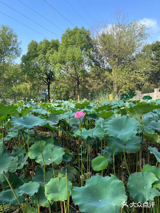 长广溪湿地公园图片