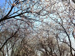 -桃花堤公园