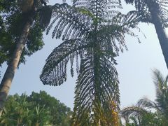 -中国科学院西双版纳热带植物园