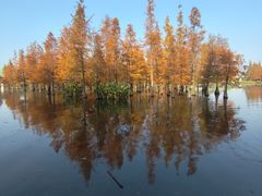-白鹭湾湿地公园