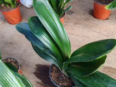 -香炉礁家具市场