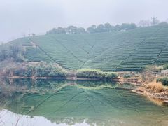 -龙坞茶村