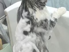 -爱洗澡的猫(望京店)