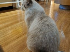 -滚猫咖啡·猫咖·猫友好撸猫(未来城店)