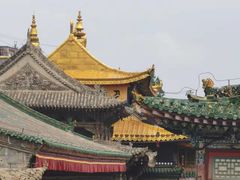 -塔尔寺-菩提树