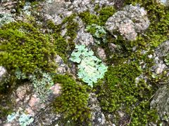 -青峰峡国家森林公园