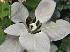-上海鲜花港