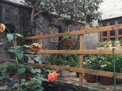 -两棵枇杷树