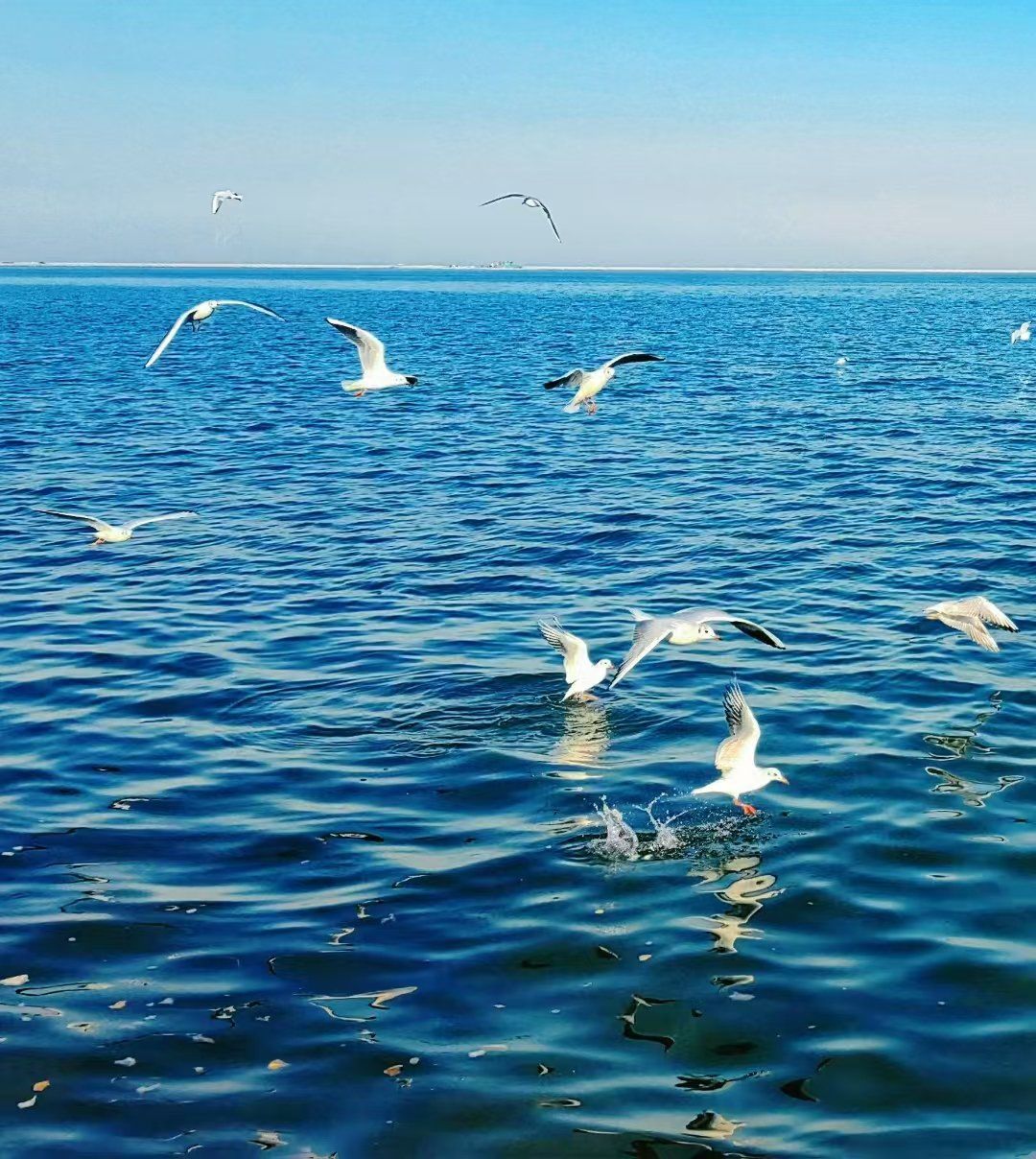 碧海群鱼跃,蓝天鸥鸟飞