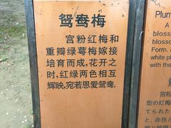 -香雪海