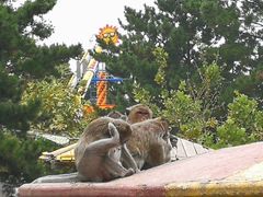 -西霞口神雕山野生动物世界