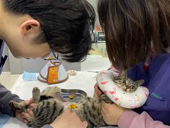 -福州肆爪动物医院