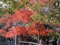 -上海共青森林公园