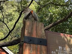 -黔灵山公园