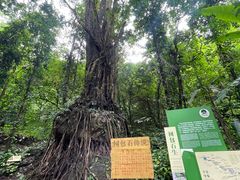-莫里热带雨林景区