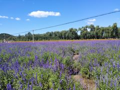 -北京东方普罗旺斯薰衣草庄园