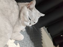 -东来顺铜锅炭火涮肉(上地华联店)