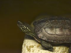 -上海大自然野生昆虫馆(东方明珠·爬宠昆虫探索中心)