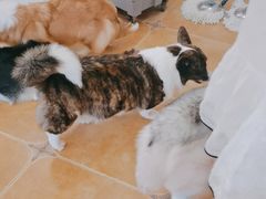 -Let's go狗咖·猫咖·奶狗·桌游(春熙路IFS店)