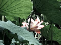 -成都杜甫草堂博物馆