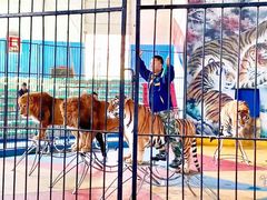 -新疆天山野生动物园