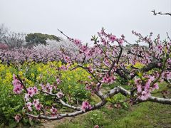 -南汇桃花村
