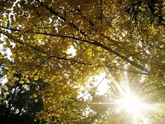 -四川大学(华西校区)