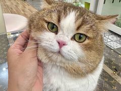 -青奢宠物·青奢猫舍