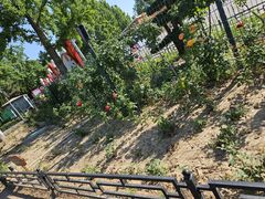 -大兴滨河森林公园