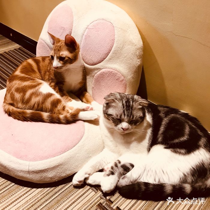 衔蝉猫咖图片 - 第53张