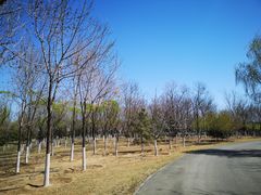 -永定河休闲森林公园