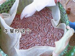 -红树林天天赶海