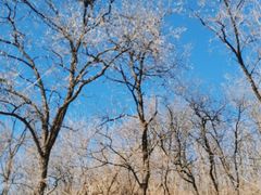 -北京西山国家森林公园