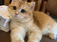 -猫爪屋猫咖(乐汇城店)