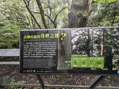 -天目山大树王景区