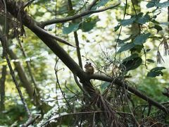 -五营红松林海景区
