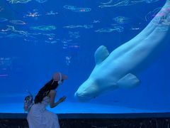 -海合安成都极地海洋公园