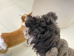 -怪兽屋·羊驼·猫咖·狗咖(俊华广场店)