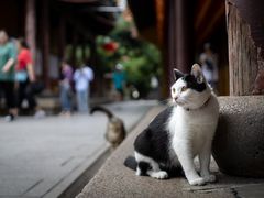 -龙华寺