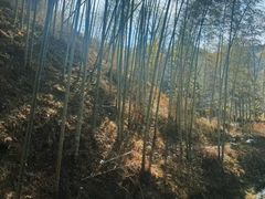 -黄山翡翠谷景区