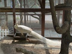 -南宫五洲植物乐园