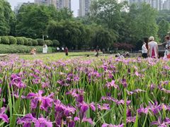 -龙头寺公园