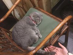 -猫色咖啡·猫咖