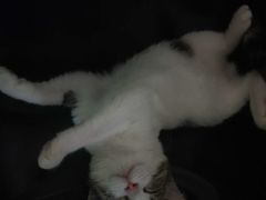 -喵店&猫咖