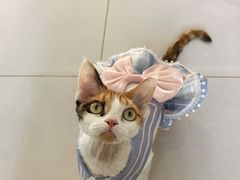 -琪喵猫屋·撸猫猫咖·猫舍
