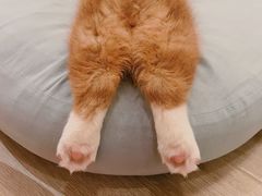 -浣熊柯尔鸭土拨鼠·电玩咖
