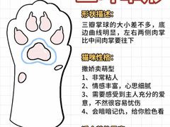 -纳吉亚猫专科动物诊疗中心(蒋宅口分院)