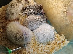 -青石桥花鸟鱼虫市场(叠翠城店)