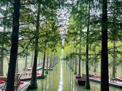 -泗洪洪泽湖湿地景区